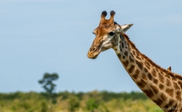 Giraf met passagier, Zuid-Afrika